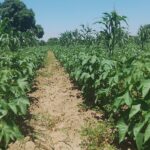 WhatsApp Image 2025-05-02 at 12.43.38 PM (2)